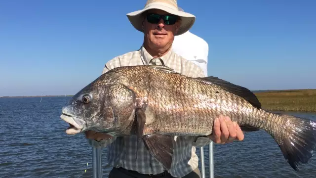 Black drum