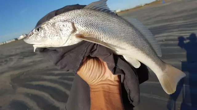Caught 5 of these Whiting