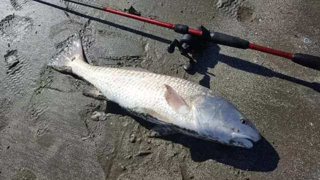 Fun catch, 27 in on my little rod