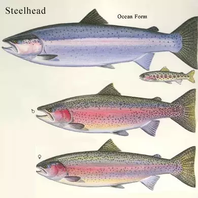 Steelhead