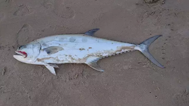 Queenfish from Inland sea, Qatar