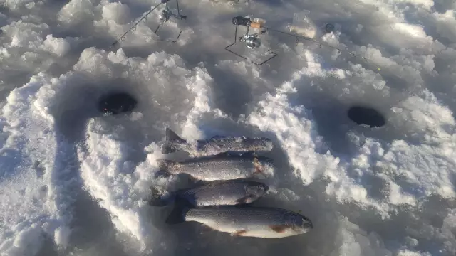 The days catch