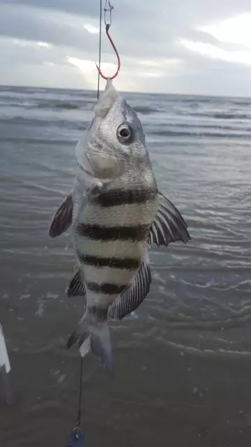 Started of the day with a small Sheepshead