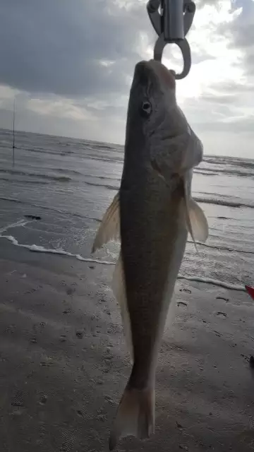 Caught several Whiting the largest being 16 inches