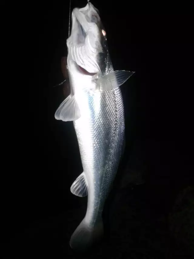 Nuwaiby salmiya