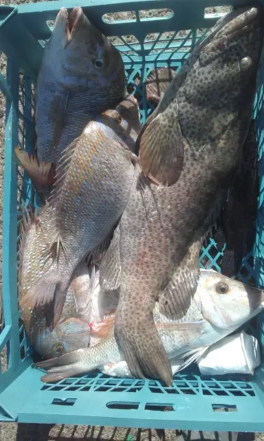Fred Must Be Crazy in Fishing Abu Dhabi_19Jan2018