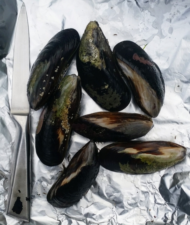 New Zealand Green Shell Mussels Fishing Photo