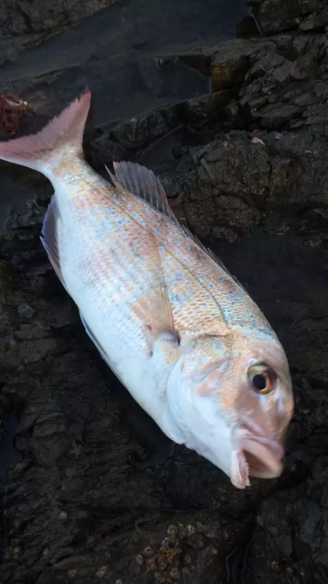 Caught at Waipu cove