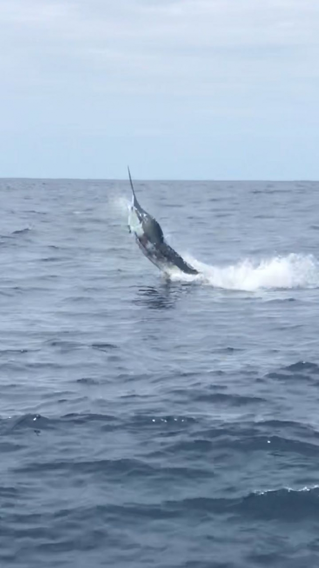 Marlin where hungry