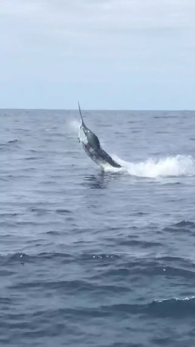 Marlin where hungry