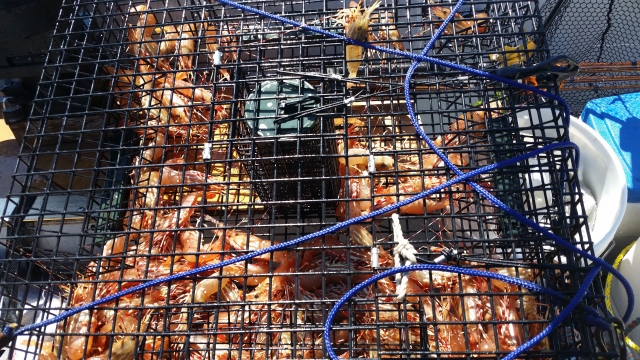 spot shrimp fishing photo hood canal tide chart 2018
