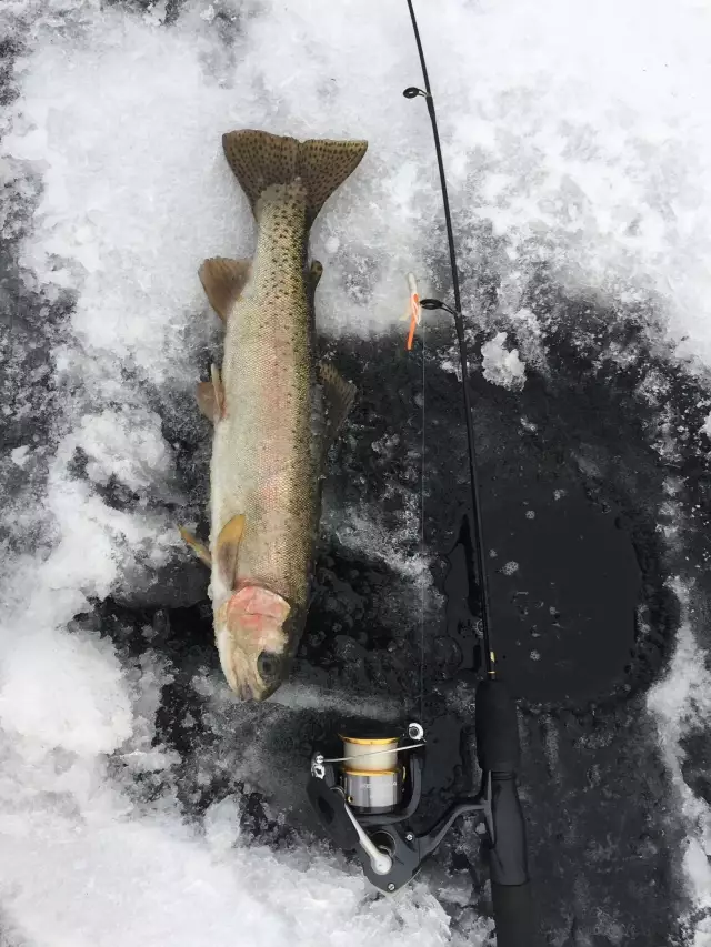 Mamitt lake 16"Rainbow
