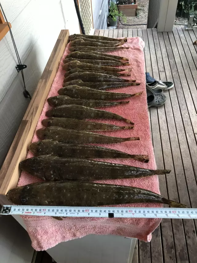 Port Phillip Bay Flathead