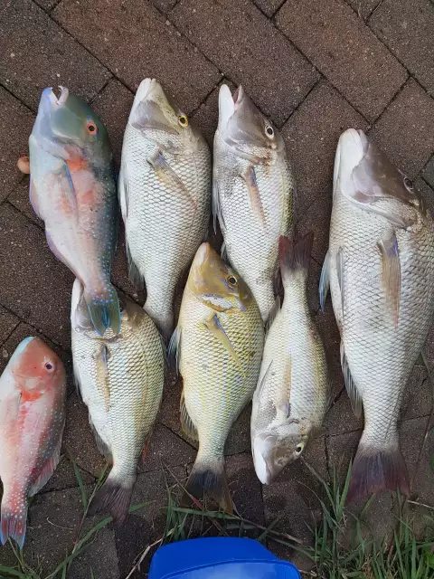 Days catch