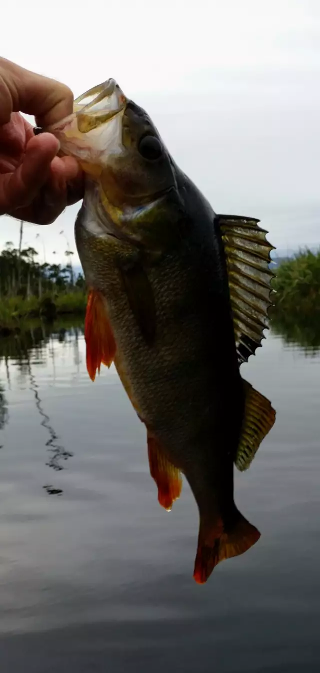 fishing for perch at lake Mahinapua