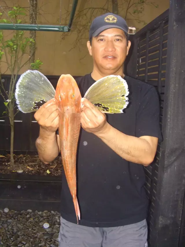 51 cm Gurnard ( French Bay, Titirangi )