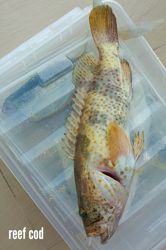 Reef cod | Fishing Photo