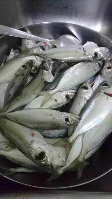 Yellow tail horse mackerel