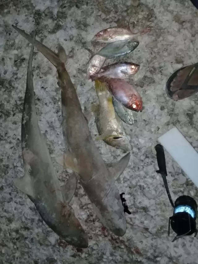 Catch of the night