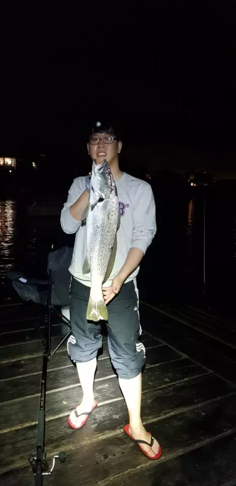 81cm Mulloway from jetty