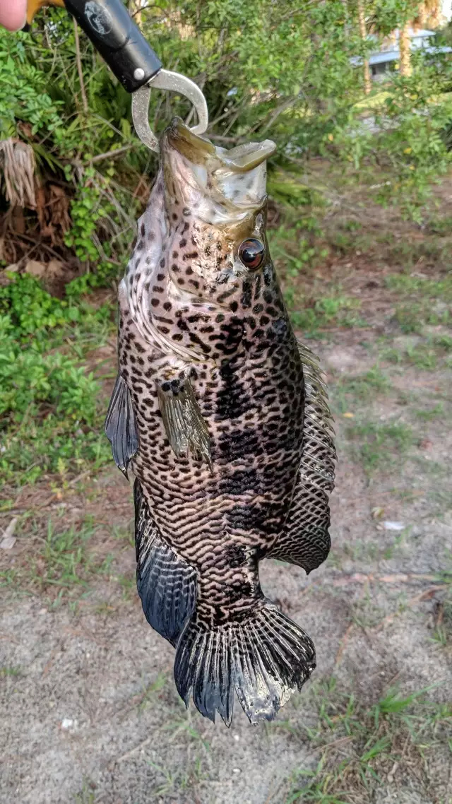 Jaguar Cichlid - IMG_20180521_194306