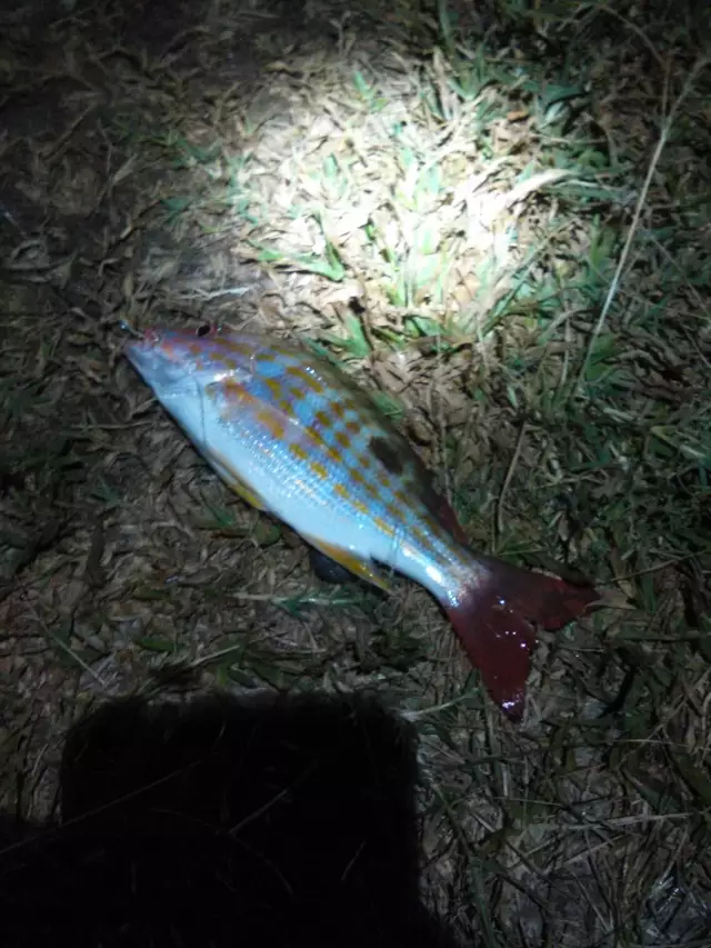 First catch tonight,