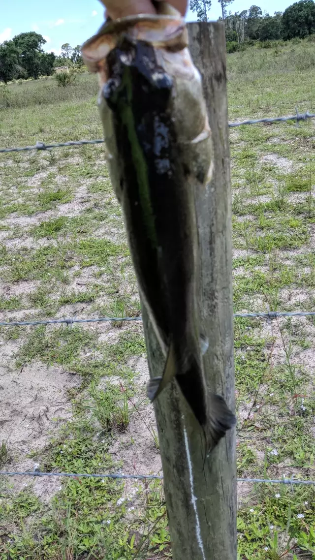 Bass Fishing