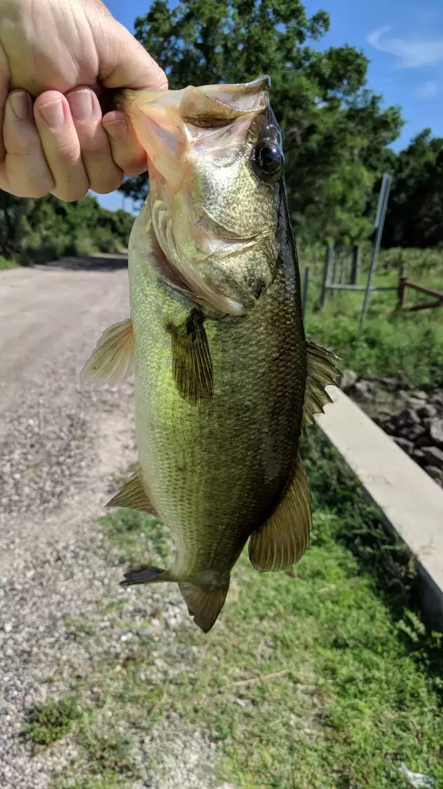 Bass Fishing