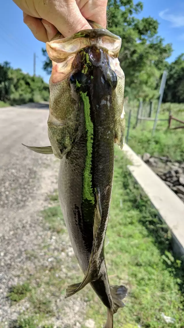 Bass Fishing