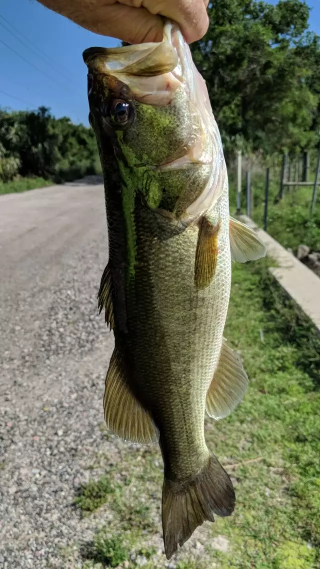 Bass Fishing