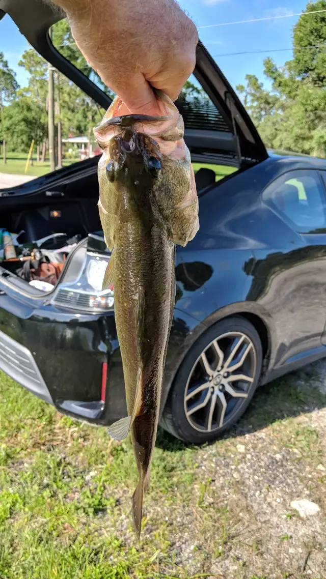 Bass Fishing