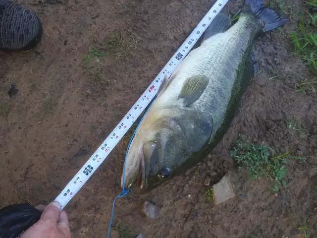 Mike's big bass 10.25lbs Rick's lake