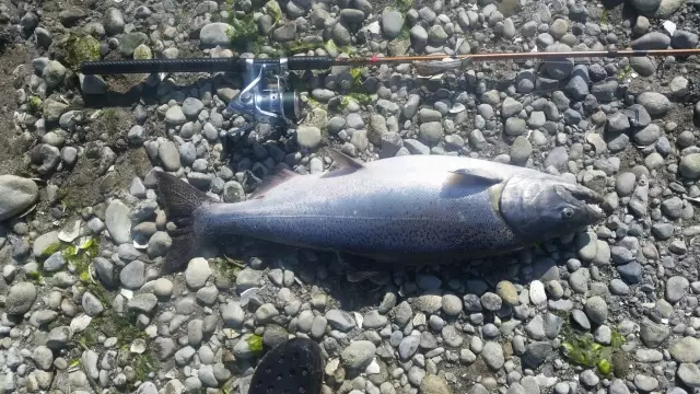 Chinook aka. King Salmon