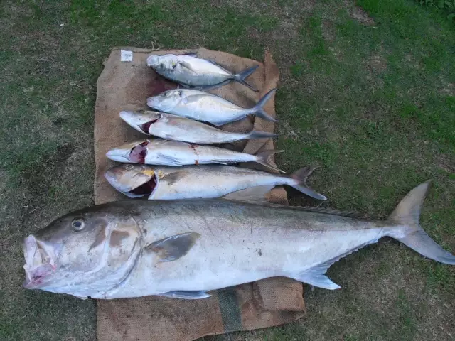 Wednesday's catch. Freezer busting.