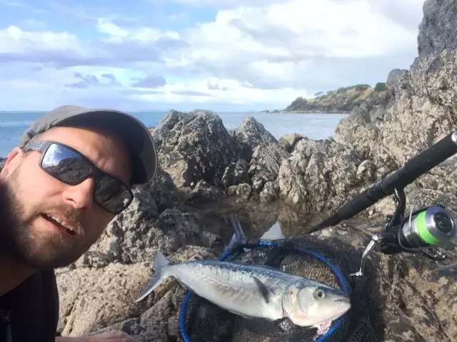 todays catch - kahawai / australian salmon off the rocks