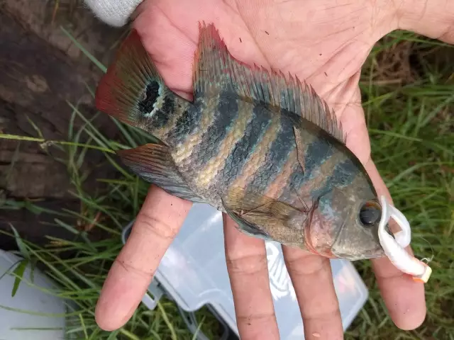 Mayan cichild on sp (x pdan kcik)