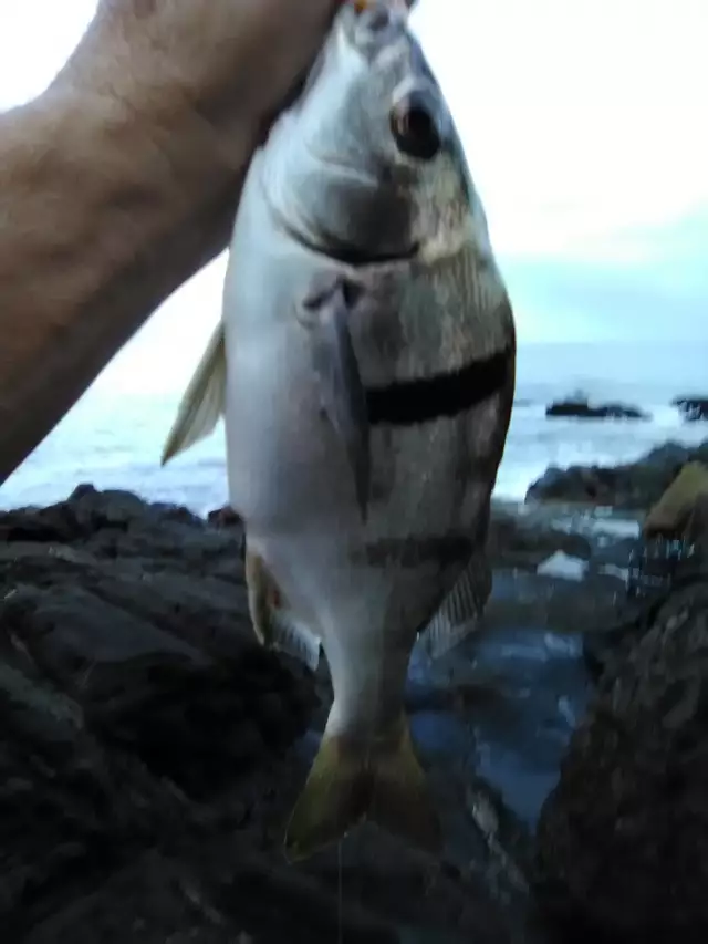 caught 7-11-18