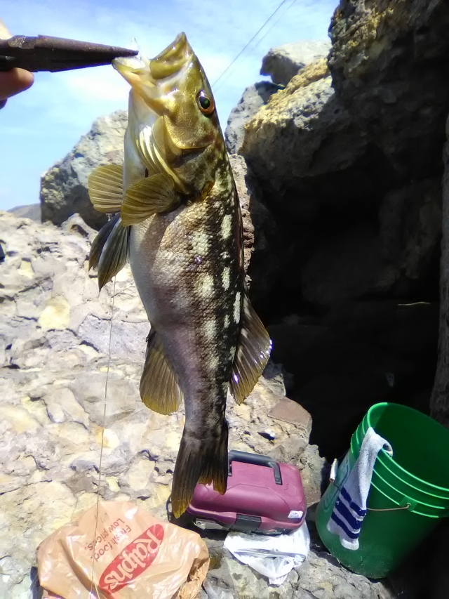 Calico bass Fishing Photo