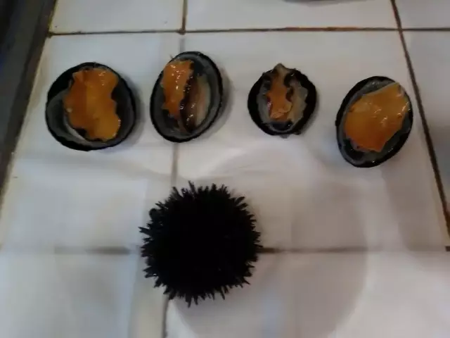 4 Limpets 7 1 Sea Urchin=Caught 12 fish this day,7 different kinds.
