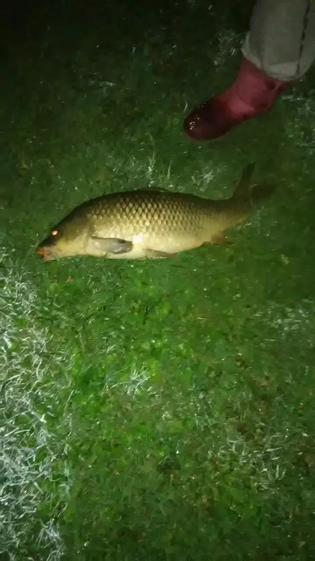 Biggest carp I've caught so far