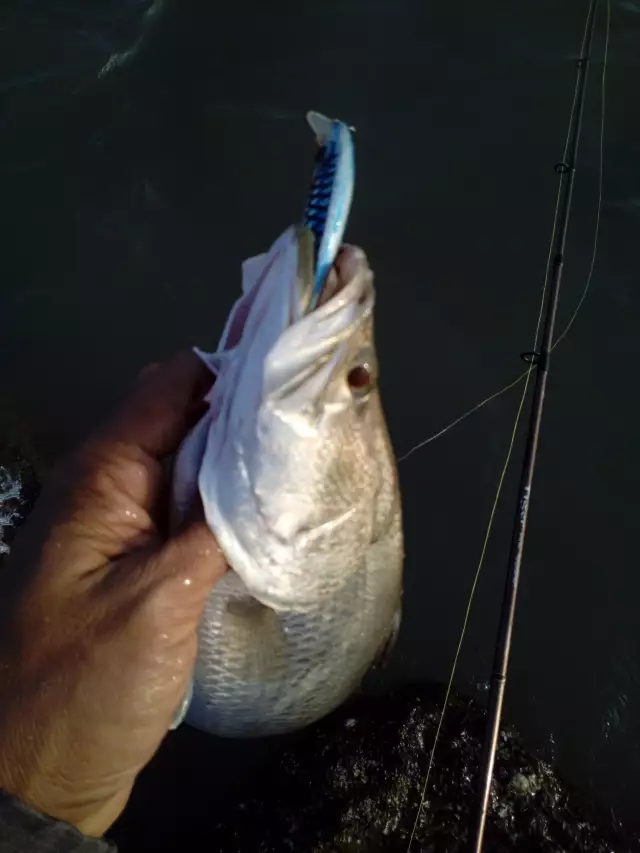 catch barramundi