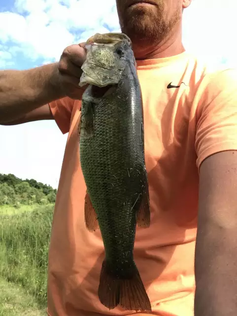 Bass