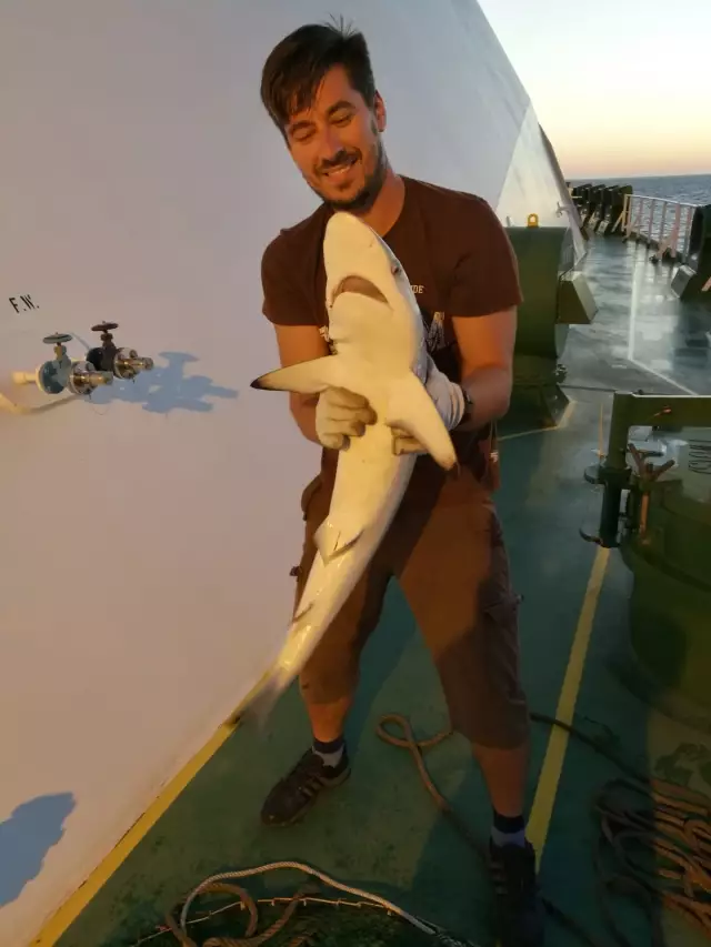 Black Tip Reef Shark, 6Kg