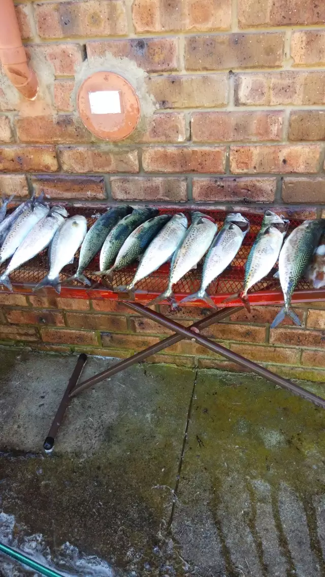 1 hours fishing George Town Pontoon Tasmania