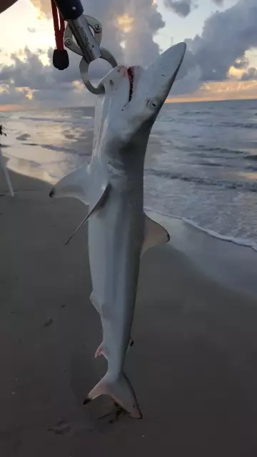 shark