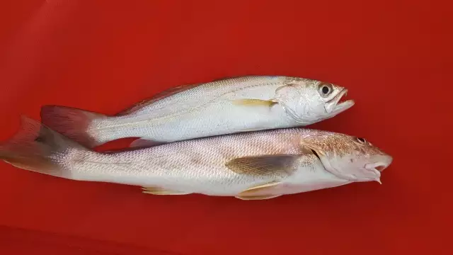 Bait
