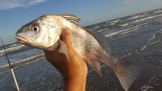 little drum