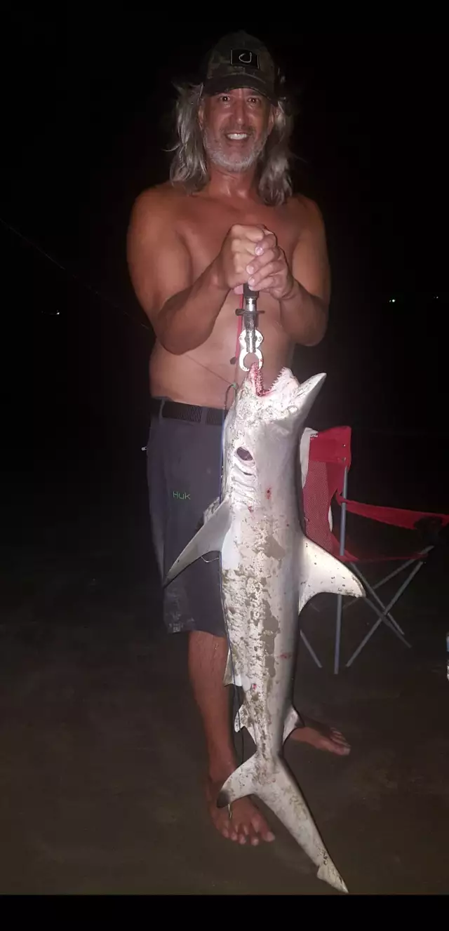 big night shark