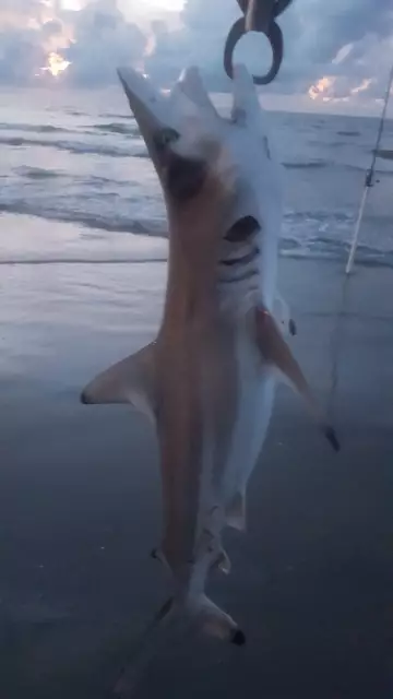 shark