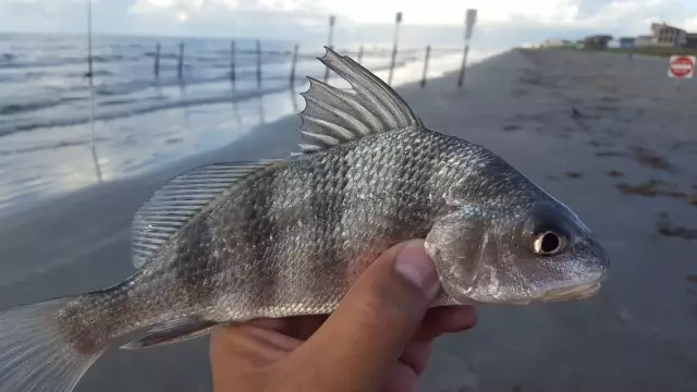 drum